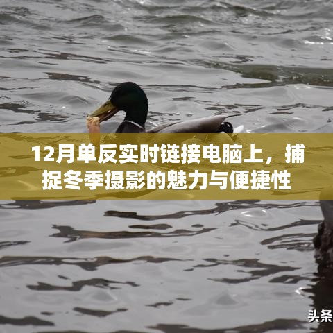 单反实时链接电脑拍摄冬季摄影，便捷捕捉魅力瞬间