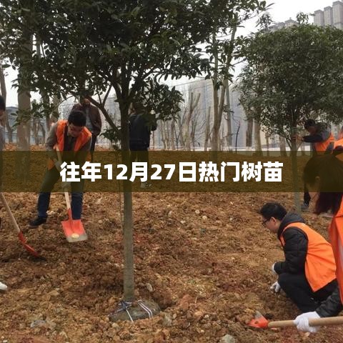 往年12月27日热门树苗盘点