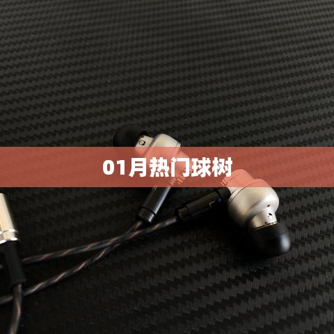 球树风采，一月热门看点
