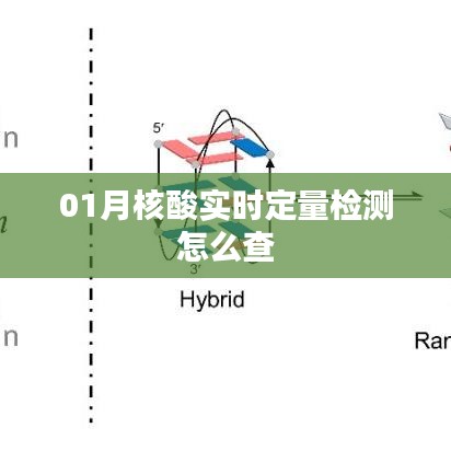 实时核酸定量检测查询指南