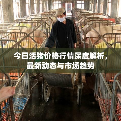 今日活猪价格行情深度解析，最新动态与市场趋势