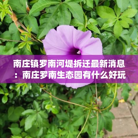 南庄镇罗南河堤拆迁最新消息：南庄罗南生态园有什么好玩的 