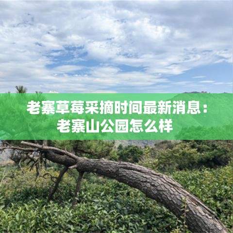 老寨草莓采摘时间最新消息：老寨山公园怎么样 