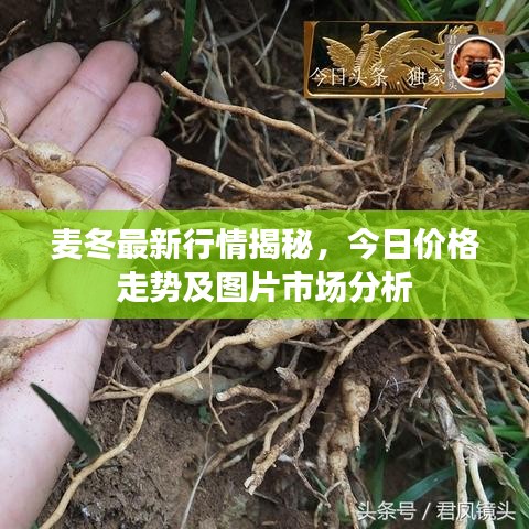 麦冬最新行情揭秘，今日价格走势及图片市场分析