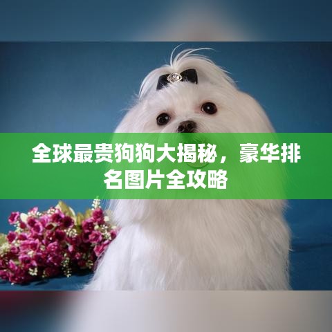 全球最贵狗狗大揭秘，豪华排名图片全攻略