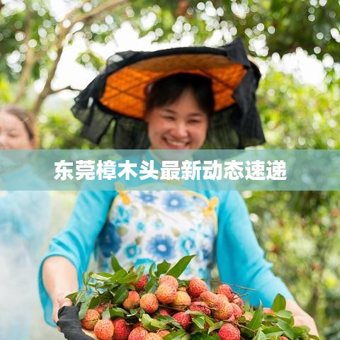 东莞樟木头最新动态速递