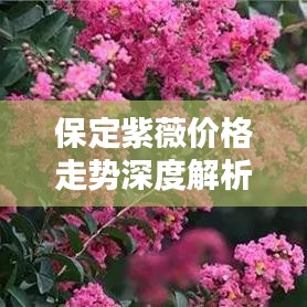 保定紫薇价格走势深度解析