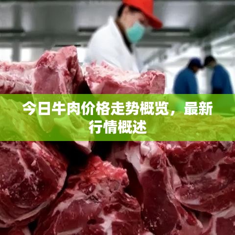 今日牛肉价格走势概览，最新行情概述