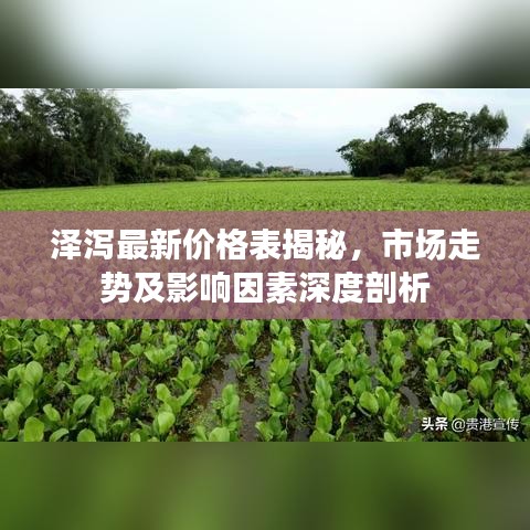 泽泻最新价格表揭秘，市场走势及影响因素深度剖析
