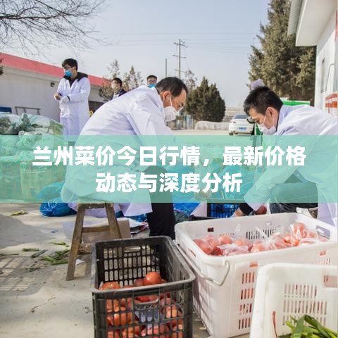 兰州菜价今日行情，最新价格动态与深度分析
