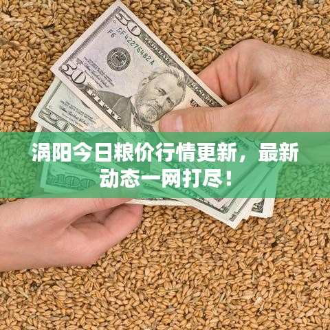 涡阳今日粮价行情更新，最新动态一网打尽！