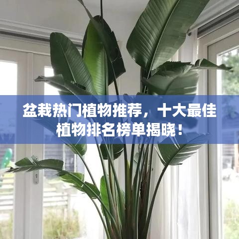 盆栽热门植物推荐，十大最佳植物排名榜单揭晓！