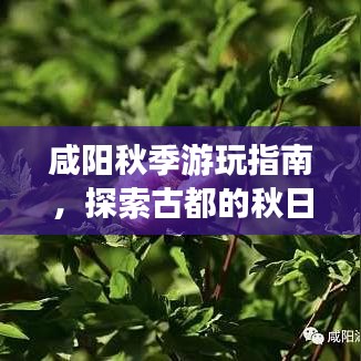咸阳秋季游玩指南，探索古都的秋日风情