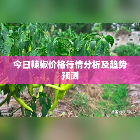 今日辣椒价格行情分析及趋势预测