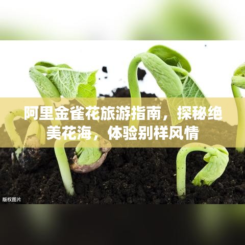 阿里金雀花旅游指南，探秘绝美花海，体验别样风情