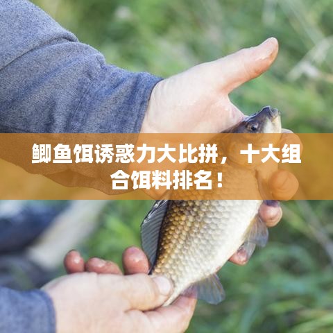 鲫鱼饵诱惑力大比拼，十大组合饵料排名！