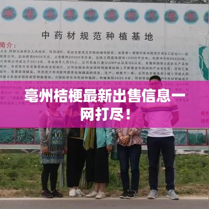 亳州桔梗最新出售信息一网打尽！