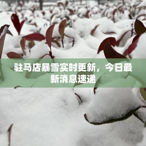 驻马店暴雪实时更新，今日最新消息速递