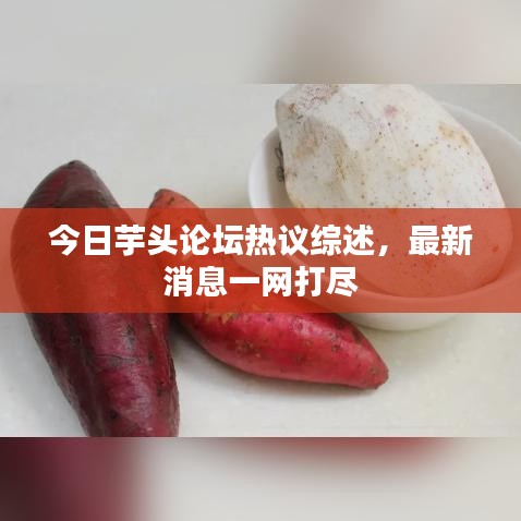 今日芋头论坛热议综述，最新消息一网打尽