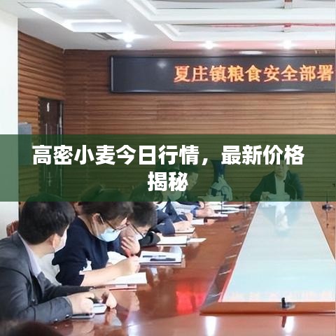 高密小麦今日行情，最新价格揭秘