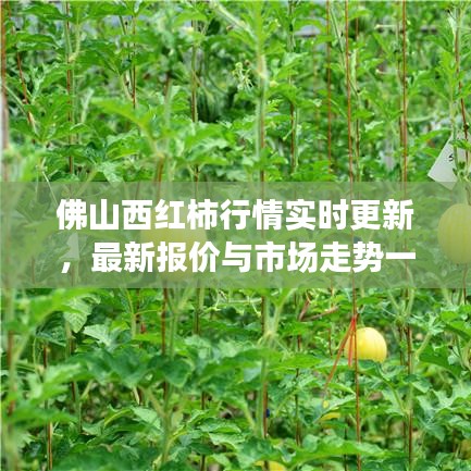 佛山西红柿行情实时更新，最新报价与市场走势一网打尽！
