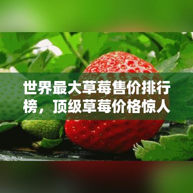 世界最大草莓售价排行榜，顶级草莓价格惊人！
