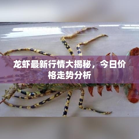 龙虾最新行情大揭秘，今日价格走势分析