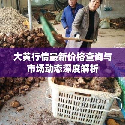 大黄行情最新价格查询与市场动态深度解析