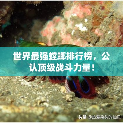 世界最强螳螂排行榜，公认顶级战斗力量！