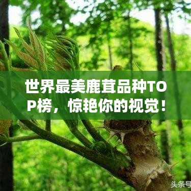世界最美鹿茸品种TOP榜，惊艳你的视觉！