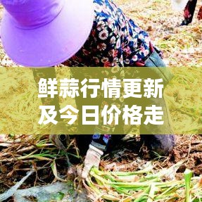 鲜蒜行情更新及今日价格走势分析