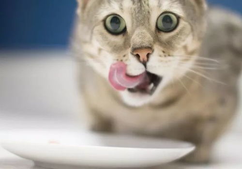 猫咪最新版本下载地址,可靠执行计划策略|特供版1_v1.924