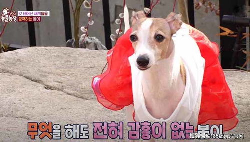 巴哥犬版本,效率资料解释定义|Harmony款_v5.730