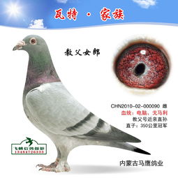 教父用微信版本跟雅鸽官方下载,前沿评估解析|免费版_v4.144