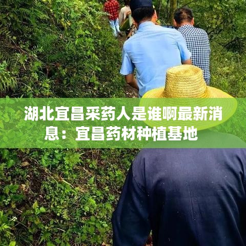 湖北宜昌采药人是谁啊最新消息：宜昌药材种植基地 