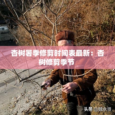 杏树暑季修剪时间表最新：杏树修剪季节 