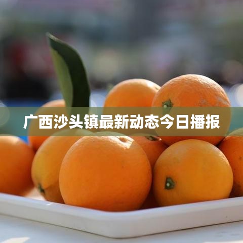 广西沙头镇最新动态今日播报