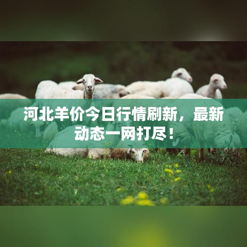 河北羊价今日行情刷新，最新动态一网打尽！