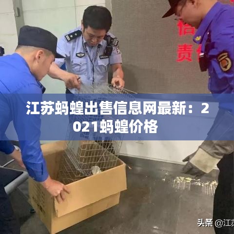 江苏蚂蝗出售信息网最新：2021蚂蝗价格 