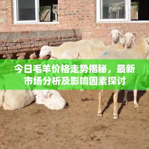 今日毛羊价格走势揭秘，最新市场分析及影响因素探讨