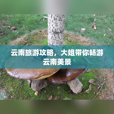 云南旅游攻略，大姐带你畅游云南美景