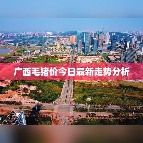 广西毛猪价今日最新走势分析