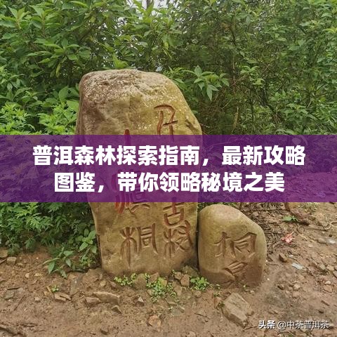 普洱森林探索指南，最新攻略图鉴，带你领略秘境之美
