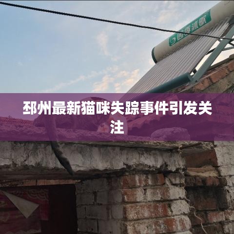 邳州最新猫咪失踪事件引发关注