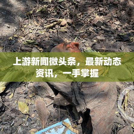 上游新闻微头条，最新动态资讯，一手掌握