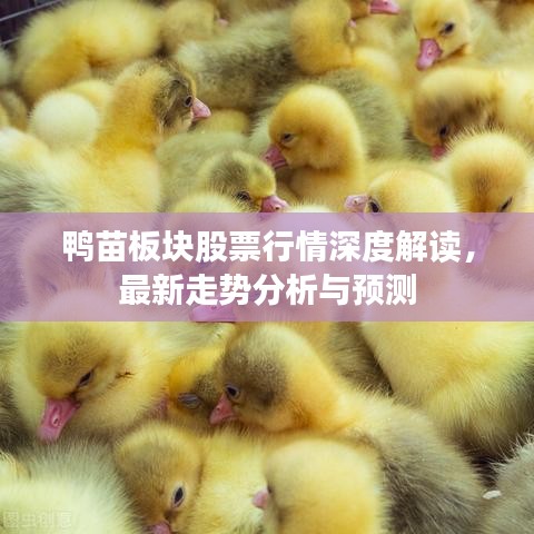 鸭苗板块股票行情深度解读，最新走势分析与预测