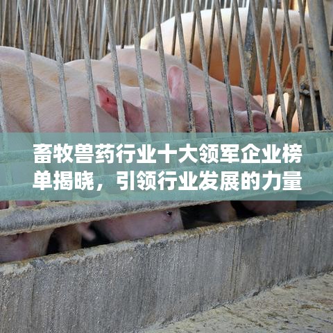 畜牧兽药行业十大领军企业榜单揭晓，引领行业发展的力量之源