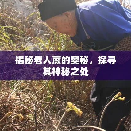 揭秘老人蕨的奥秘，探寻其神秘之处