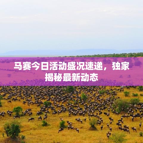 马赛今日活动盛况速递，独家揭秘最新动态