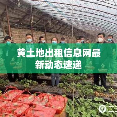 黄土地出租信息网最新动态速递